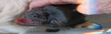 Chihuahua 1 TRI-COLOR MALE