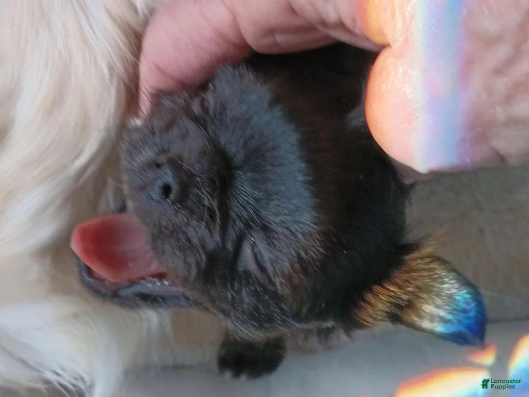 Chihuahua dogs for sale: Chihuahua 1 TRI-COLOR MALE - Ad 1