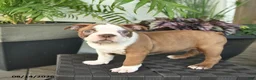 Boston Terrier dogs for sale: Rowan  - Ad 4