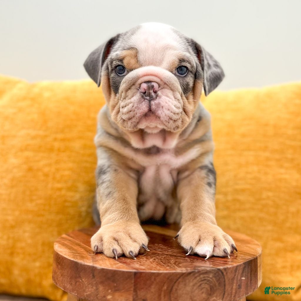 English Bulldog dogs Charles - Ad 1