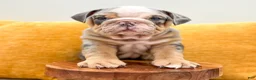 English Bulldog dogs for sale: Charles - Ad 1