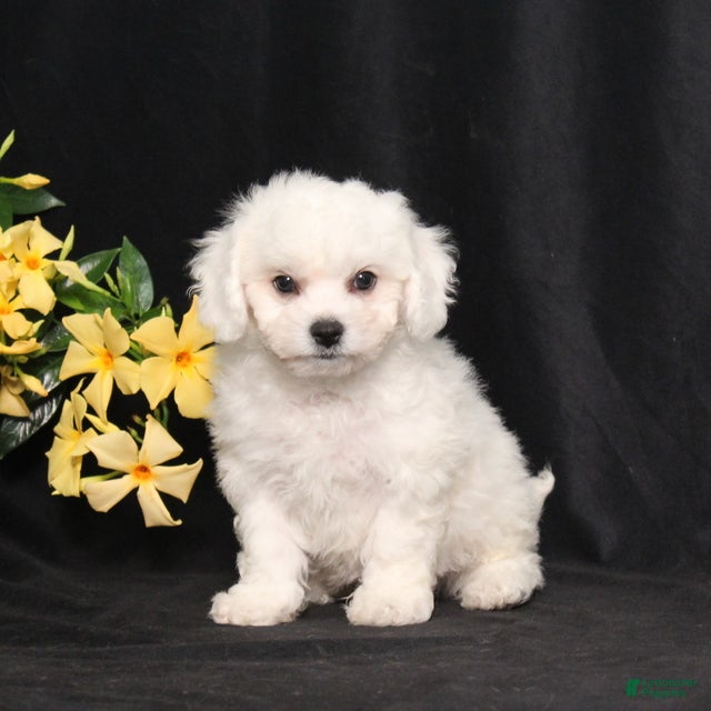 Bichon Frise dogs Lars - Ad 2