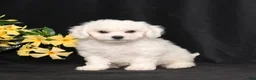Bichon Frise dogs for sale: Lars - Ad 2