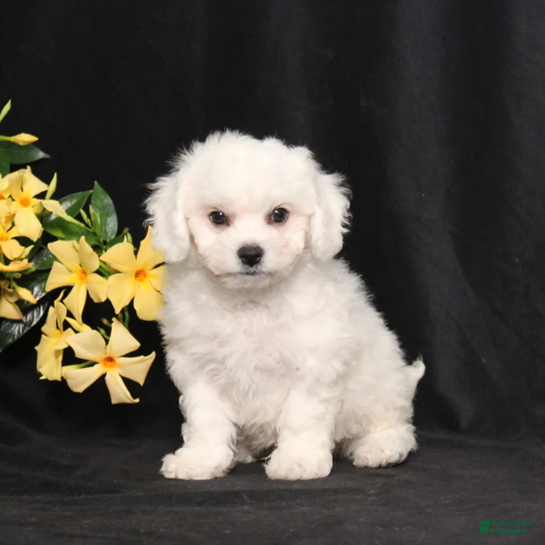 Bichon Frise dogs for sale: Lars - Ad 2
