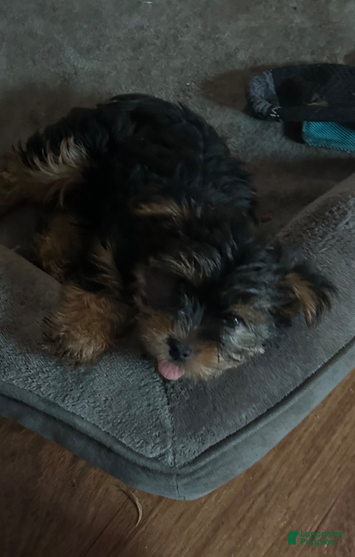 Yorkshire Terrier dogs for sale: Yorkshire Terrier 2 - Ad 2