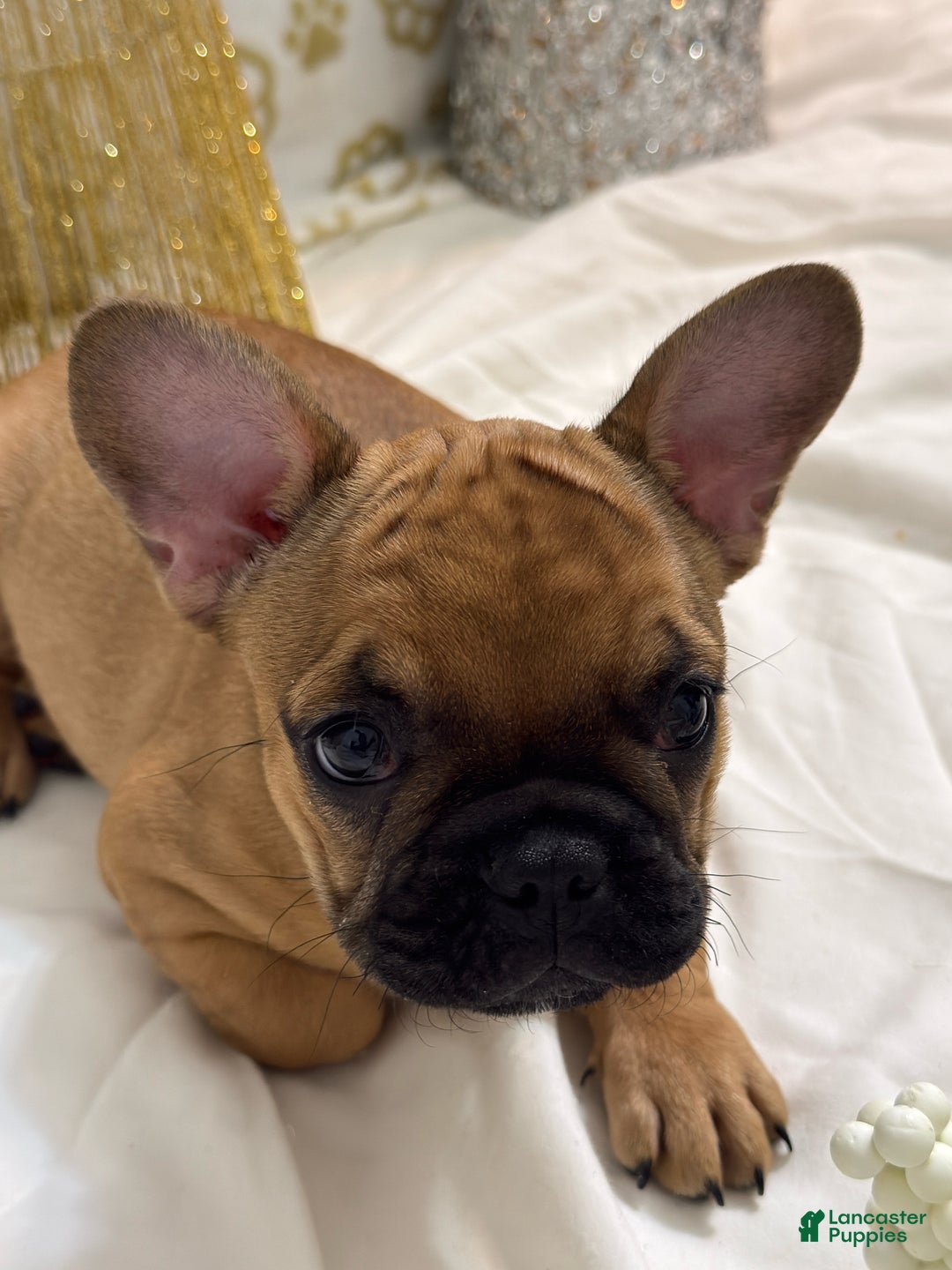 French Bulldog dogs for sale: Black Widow - Ad 3
