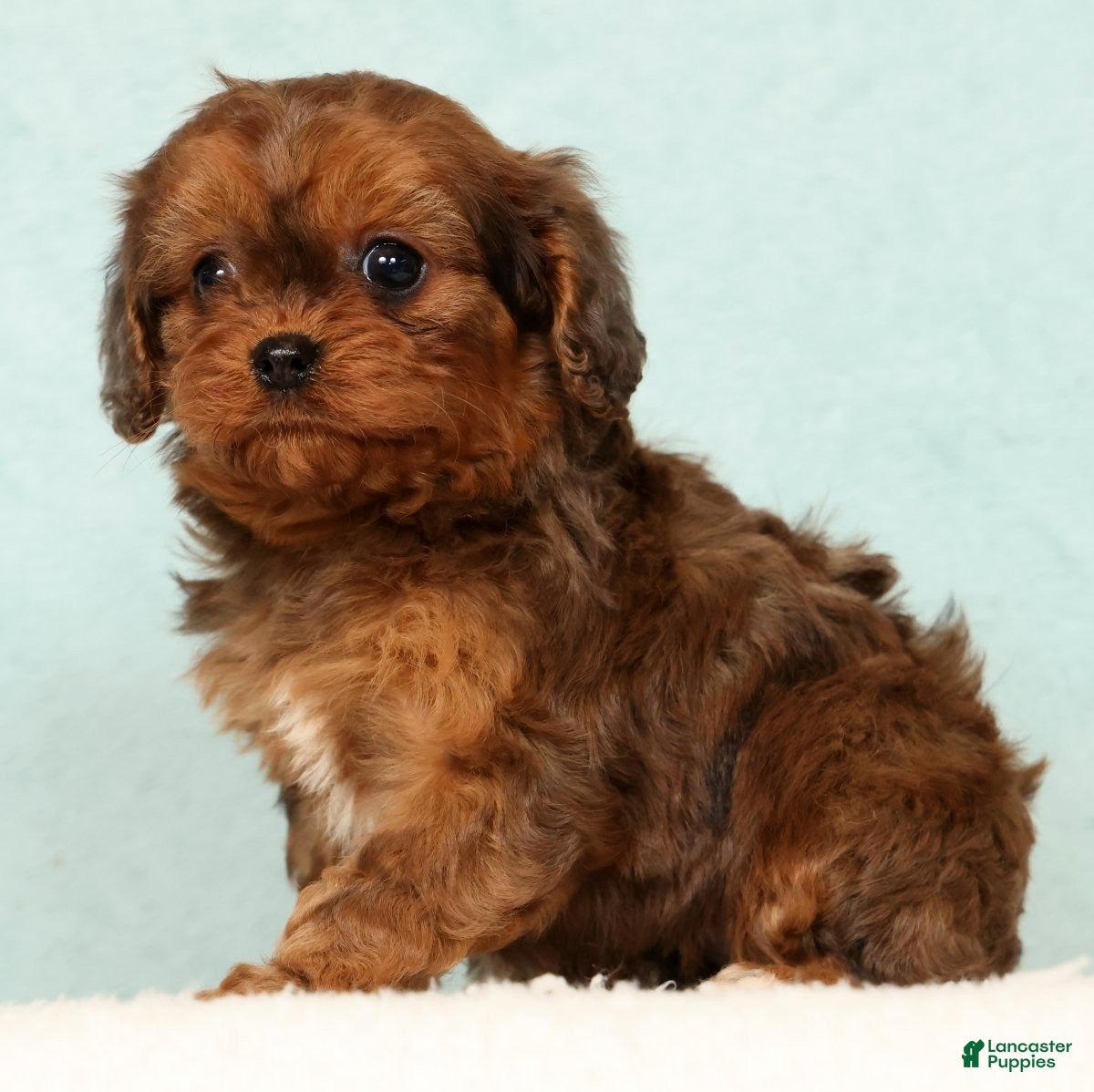 Cavapoo dogs Lucy - Ad 1