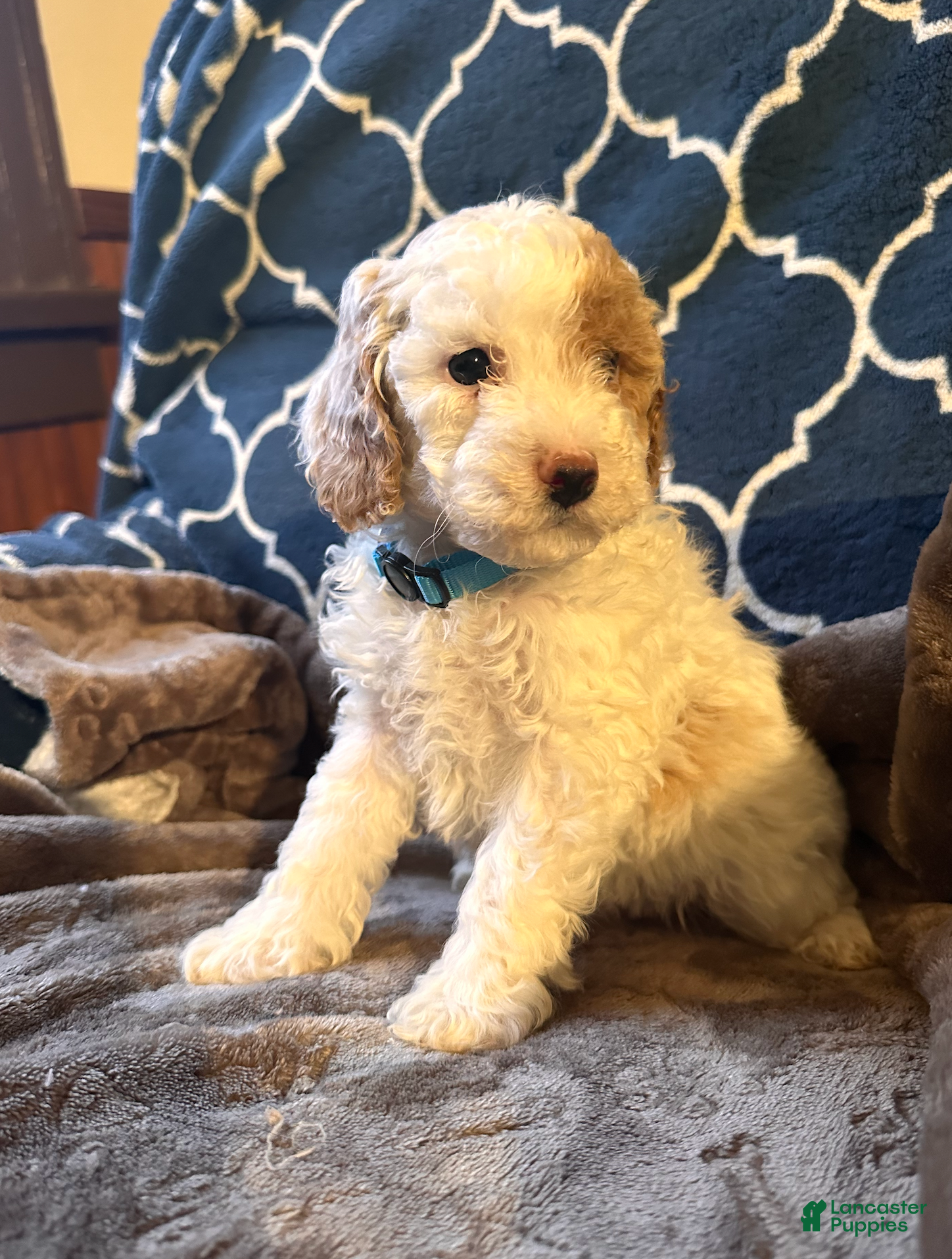 Mixed Breed dogs Hugo- AKC Genetically Tested Parents - Ad 15