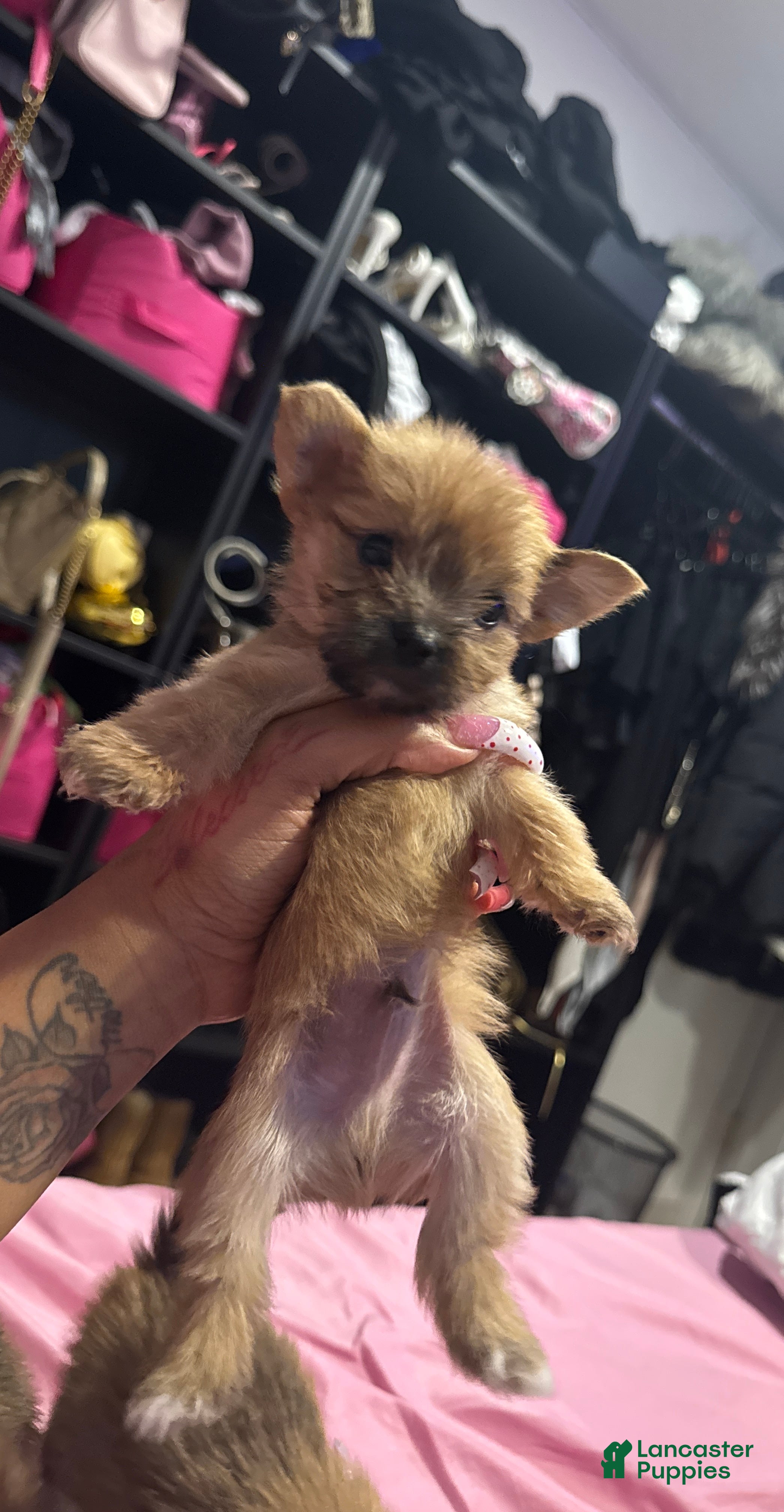 Mixed Breed dogs Leo  - Ad 39