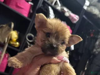 Mixed Breed dogs Leo - Ad 39