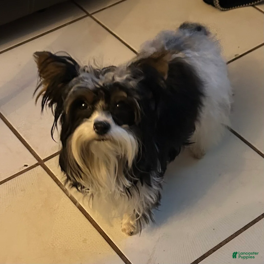 Yorkshire Terrier dogs for sale: Yorkshire Terrier Puppy 3 - Ad 4