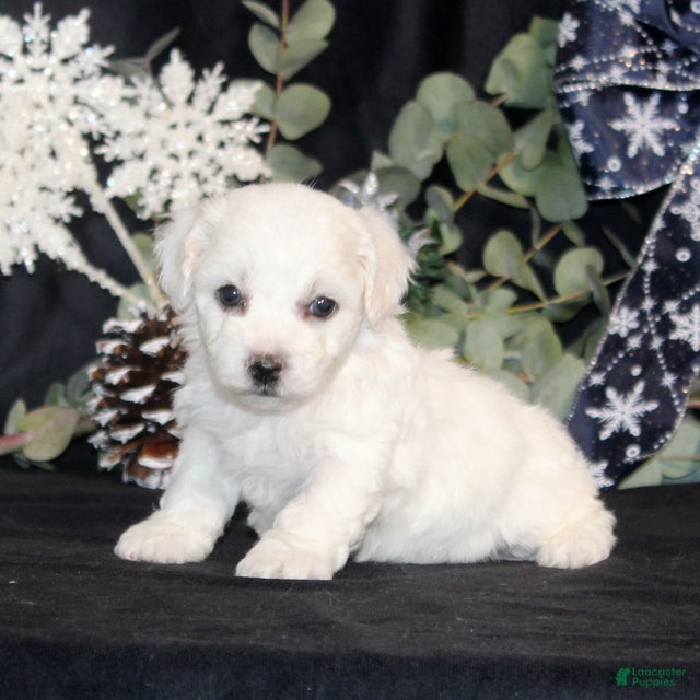 Bichon Frise dogs Vonny - Ad 35