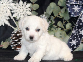 Bichon Frise dogs Vonny - Ad 35