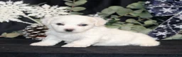 Bichon Frise dogs for sale: Vonny - Ad 1
