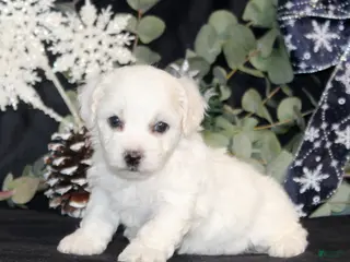 Bichon Frise dogs Vonny - Ad 20