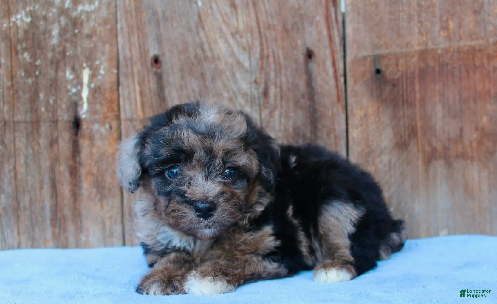 Australian Shepherd dogs Aspen - Ad 1