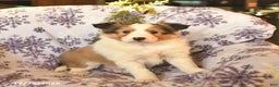 Shetland Sheepdog dogs for sale: Elf  - Ad 1