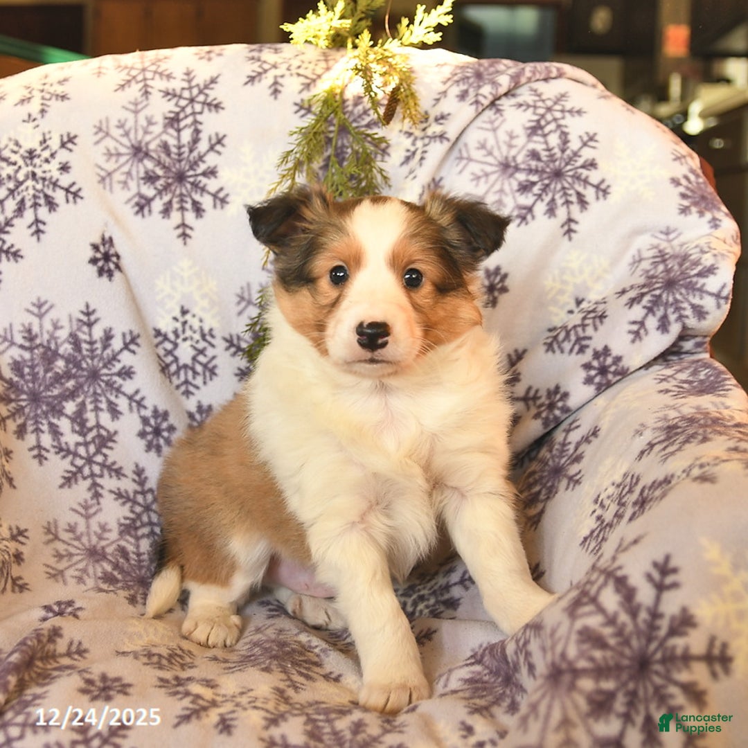 Shetland Sheepdog dogs for sale: Elf  - Ad 1