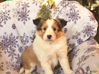 Shetland Sheepdog dogs for sale: Elf - Ad 4
