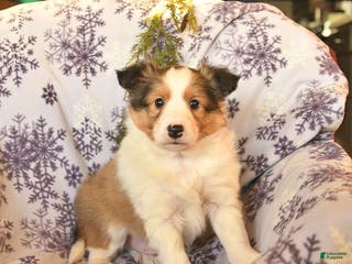 Shetland Sheepdog dogs Elf - Ad 20