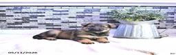German Shepherd dogs for sale: Crystal - Ad 4