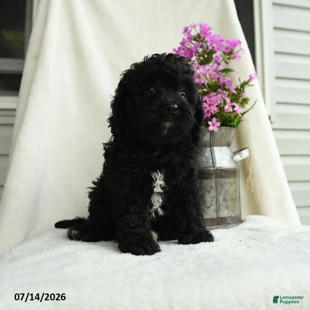 Cavapoo dogs for sale: Albert - Ad 3