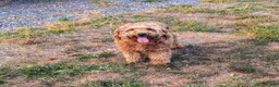 Mini Goldendoodle dogs for sale: Stella - Ad 5
