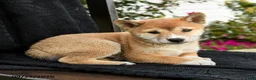 Shiba Inu dogs for sale: Kenji - Ad 3