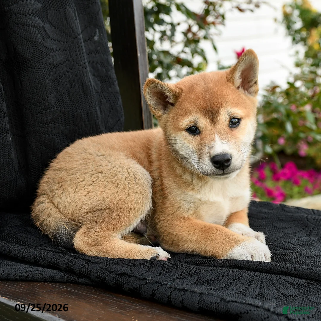 Shiba Inu dogs for sale: Kenji - Ad 3