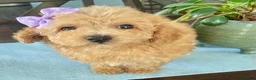 Maltipoo dogs for sale: Tiny Tulip - Ad 6