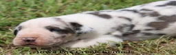 Great Dane dogs for sale: Great Dane 2 - Ad 5