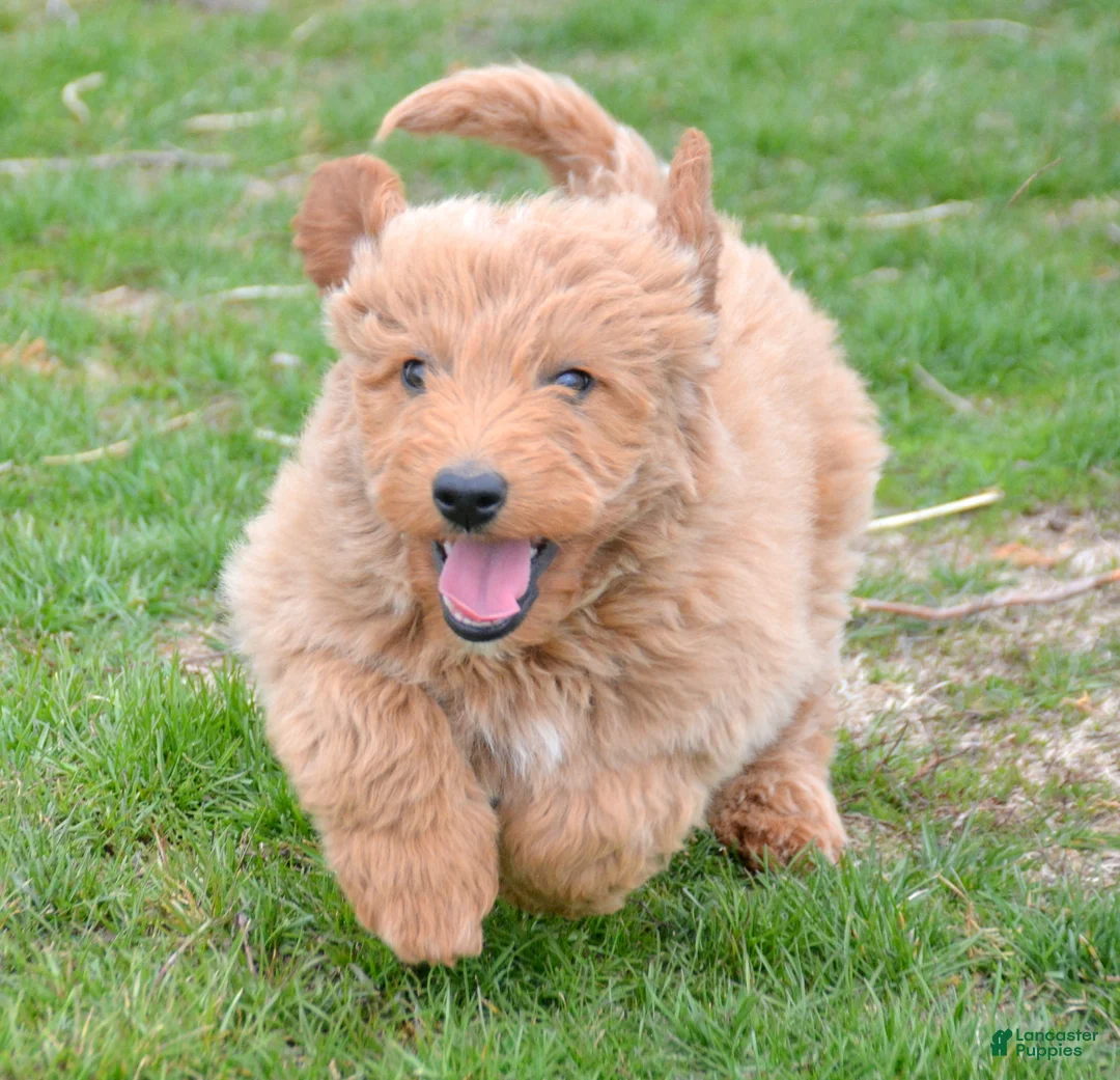 Mini Goldendoodle dogs for sale: Mini Goldendoodle Della - Ad 1