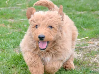 Mini Goldendoodle dogs Mini Goldendoodle Della - Ad 37