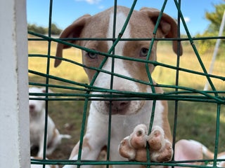 Mixed Breed dogs - Ad 14