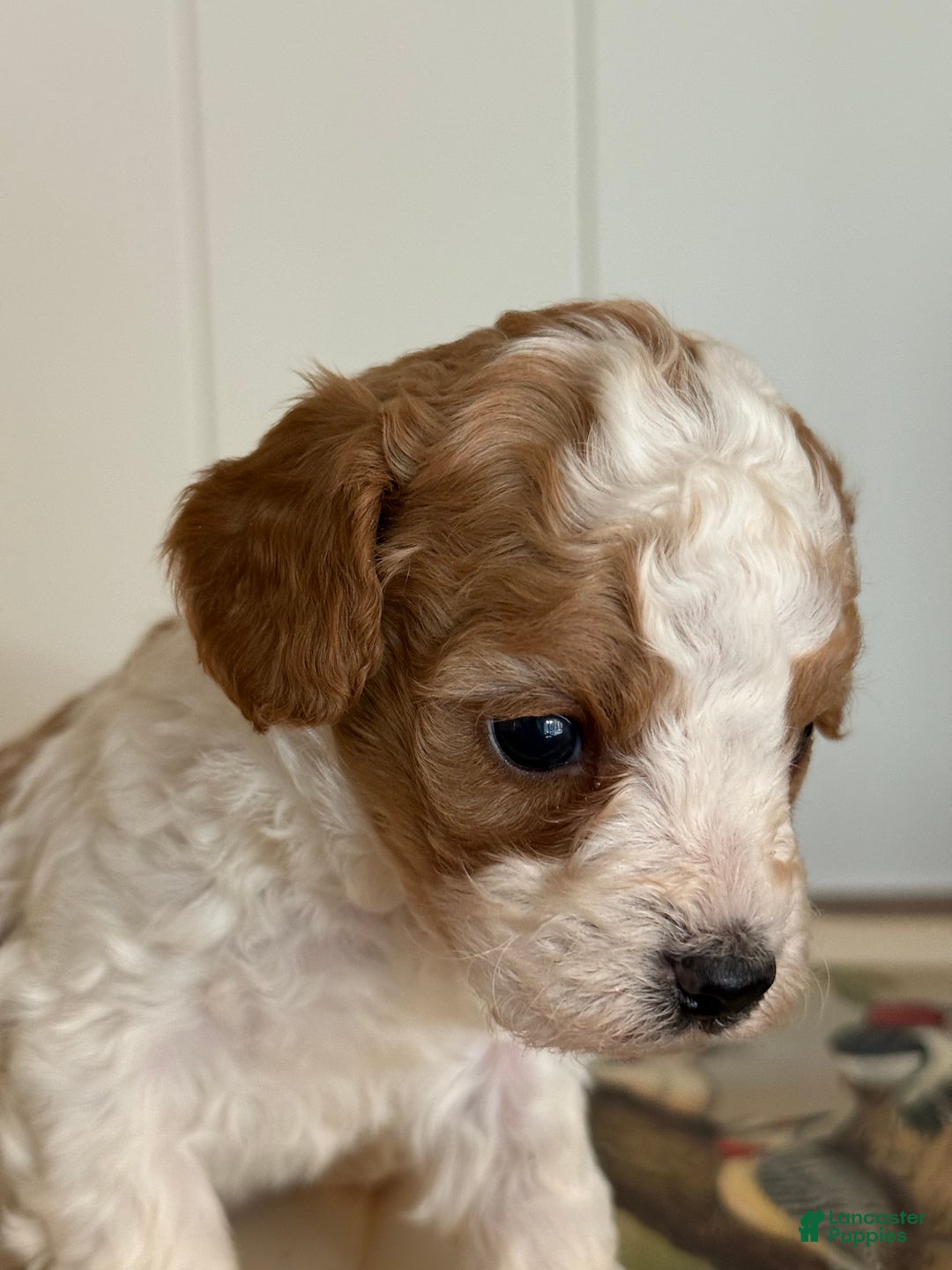 Cavachon dogs for sale: Cavachon Puppy 1 - Ad 2