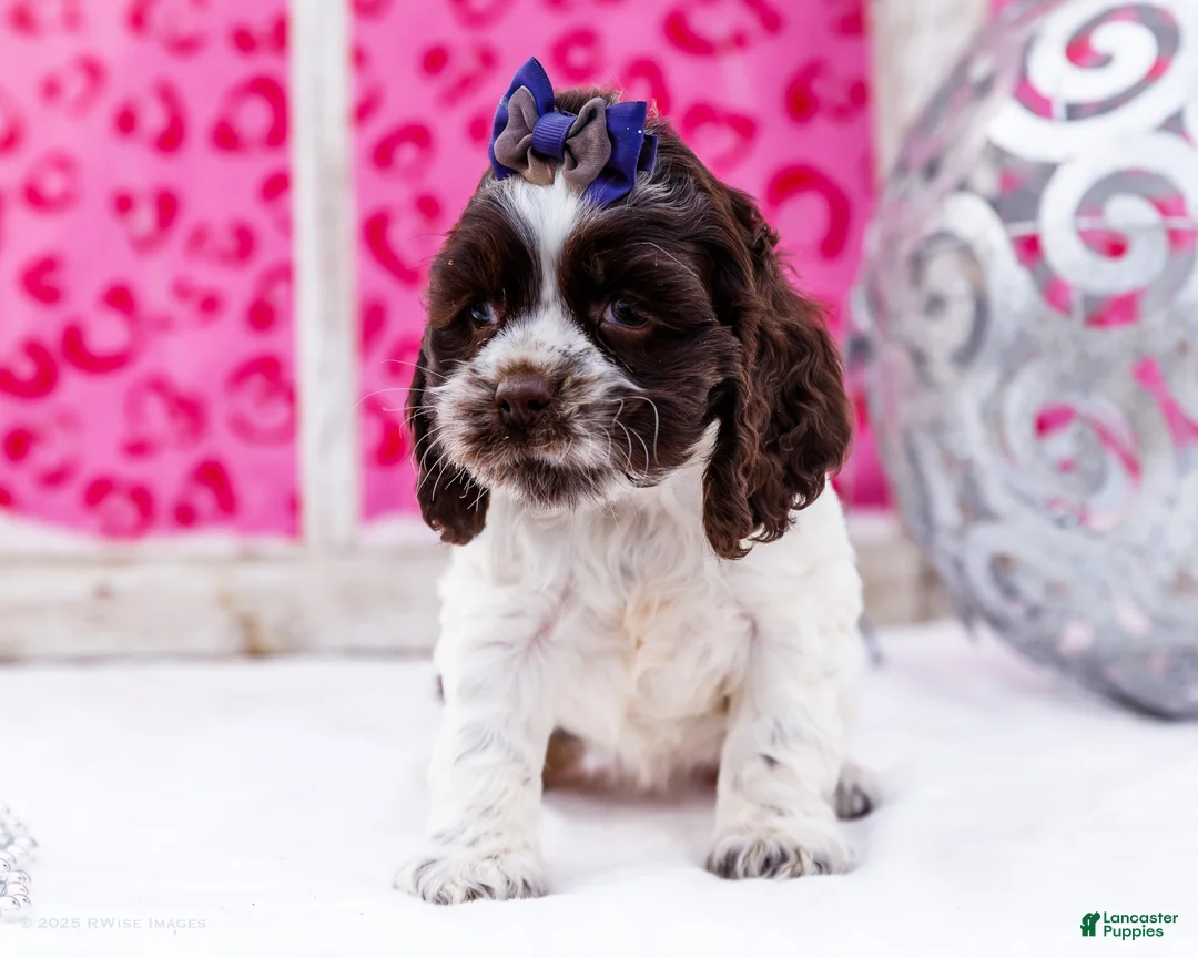 Cocker Spaniel dogs for sale: Whiskers - Ad 5