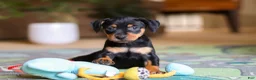 Miniature Pinscher dogs for sale: Sammy - Ad 9