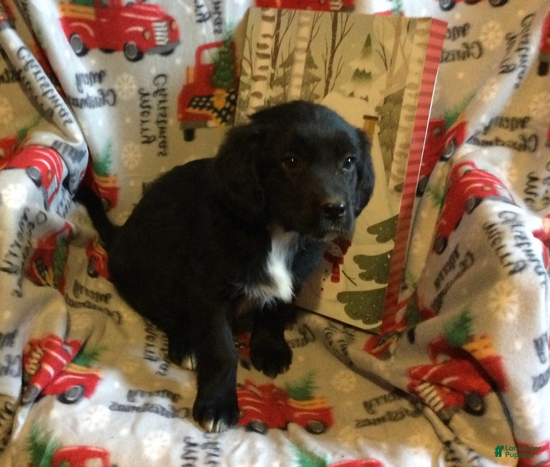 Mixed Breed dogs for sale: Murphy - Ad 3