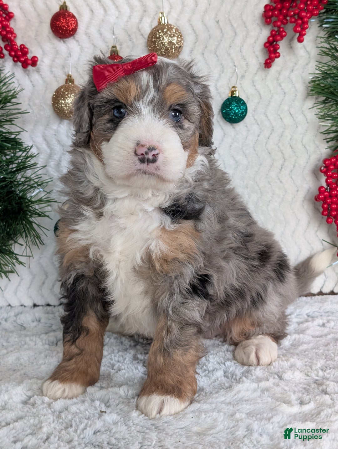 Mini Bernedoodle dogs for sale: Mini Niko  - Ad 10