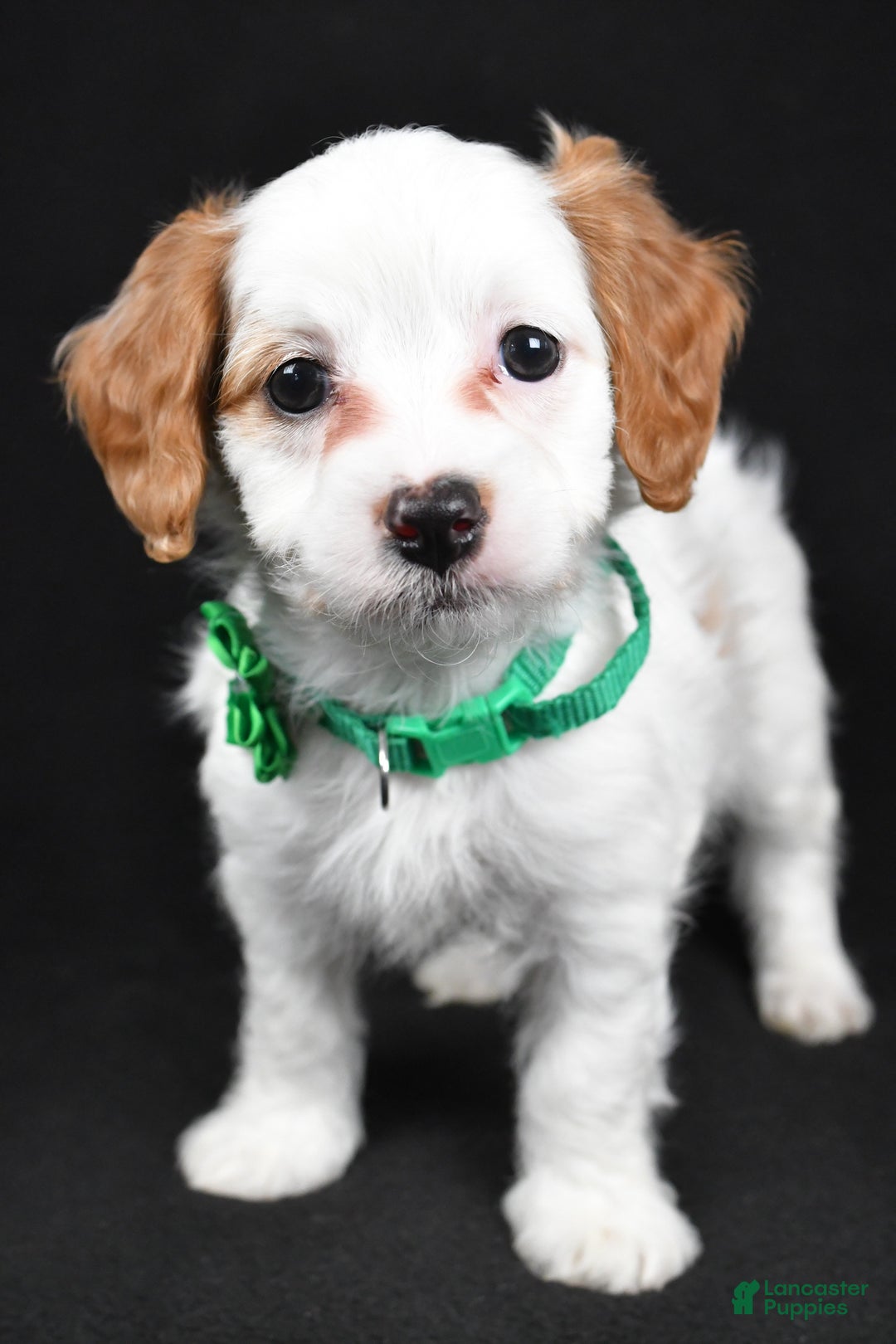 Cavapoo dogs for sale: Sophia  - Ad 9