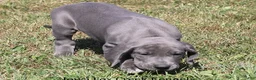 Great Dane dogs for sale: Sapphire - Ad 2