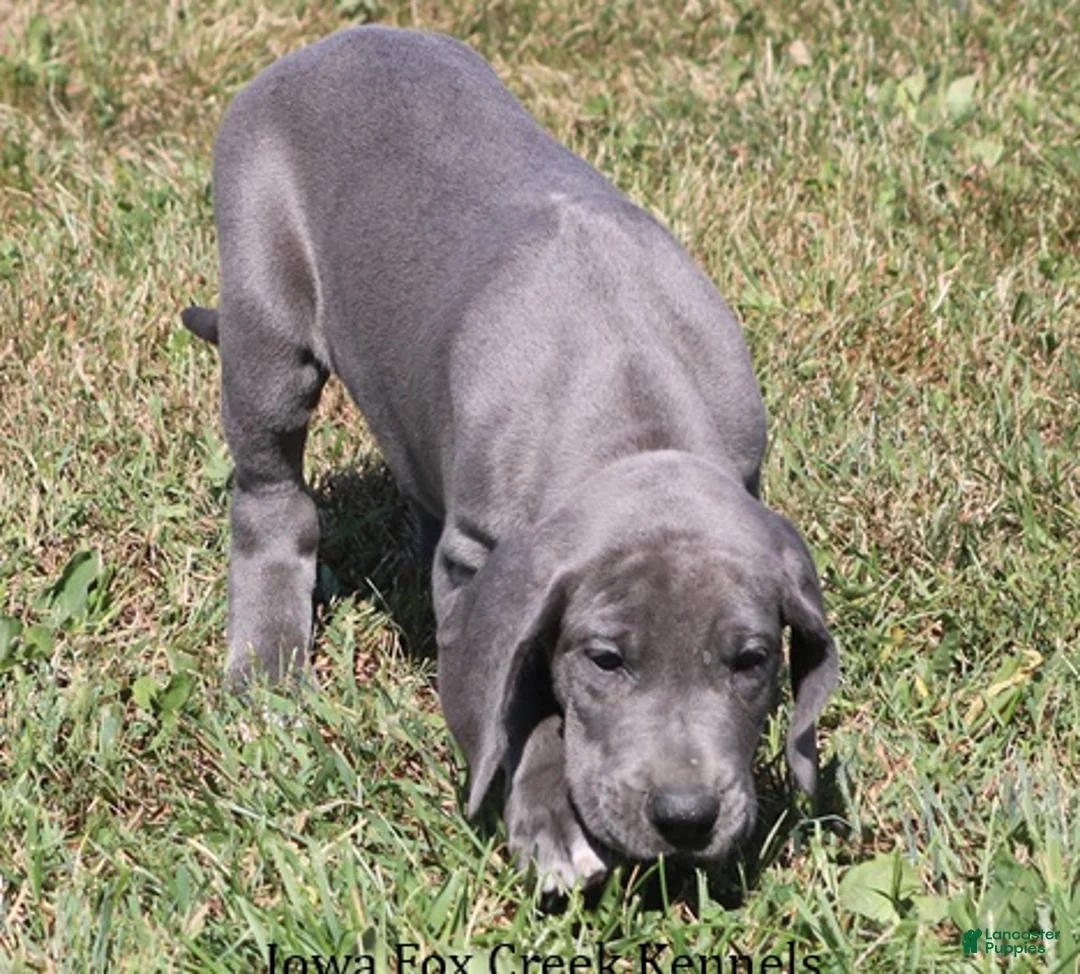 Great Dane dogs for sale: Sapphire - Ad 2