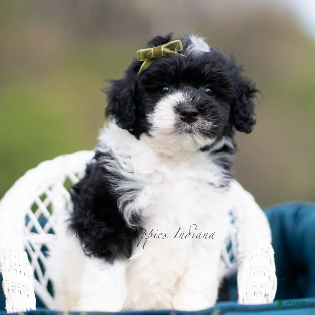 Maltipoo dogs for sale: Tuxedo - Ad 6