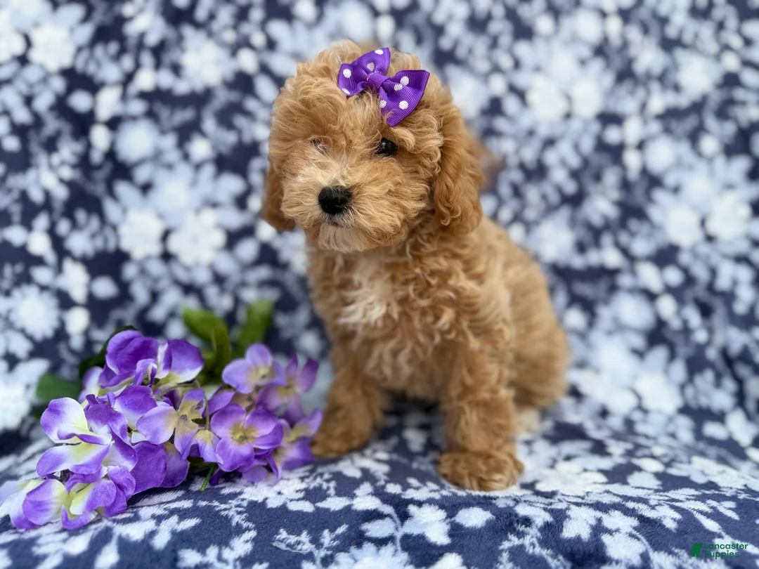 Bichpoo dogs for sale: Remi - Ad 7