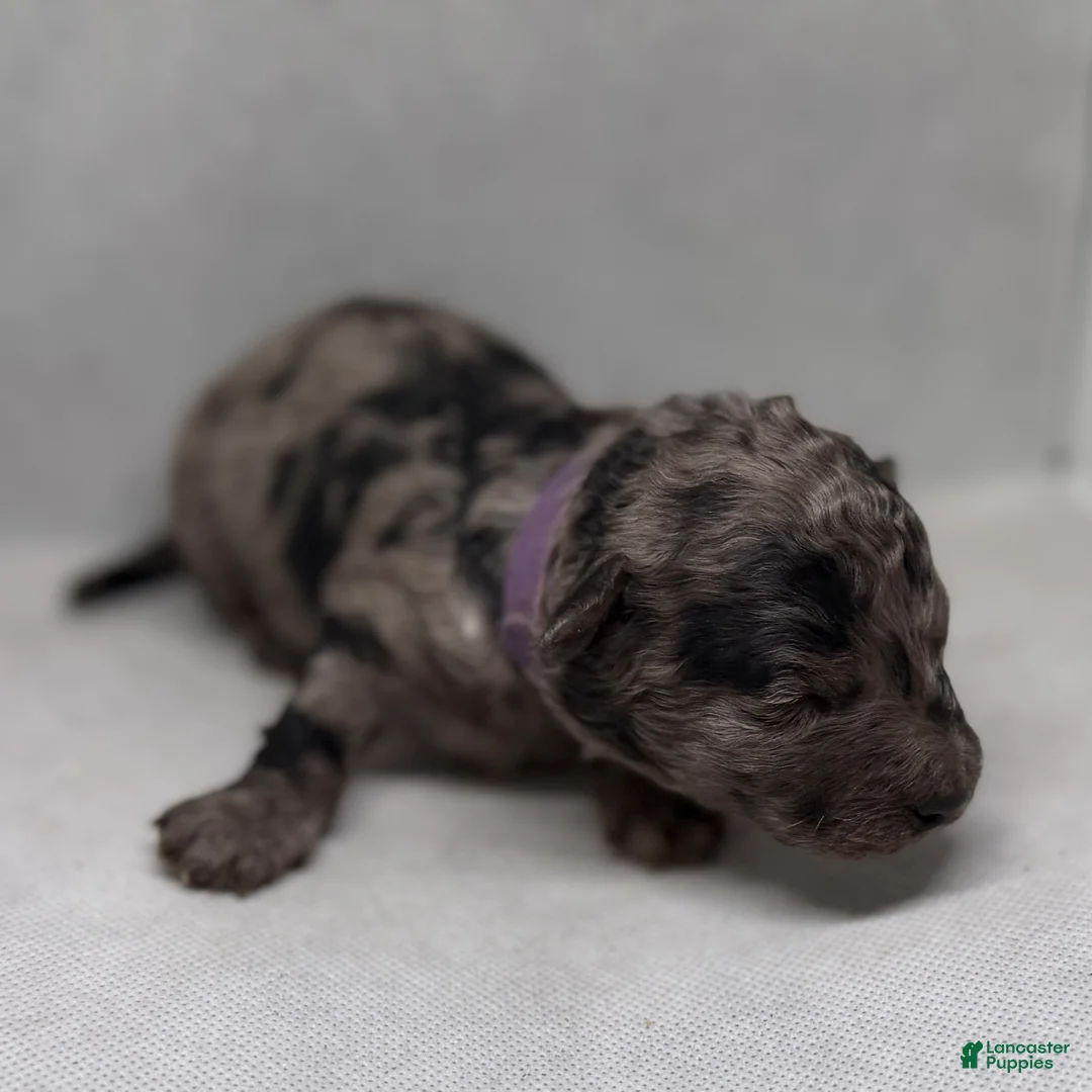 Mini Goldendoodle dogs for sale: Shaq - Ad 2