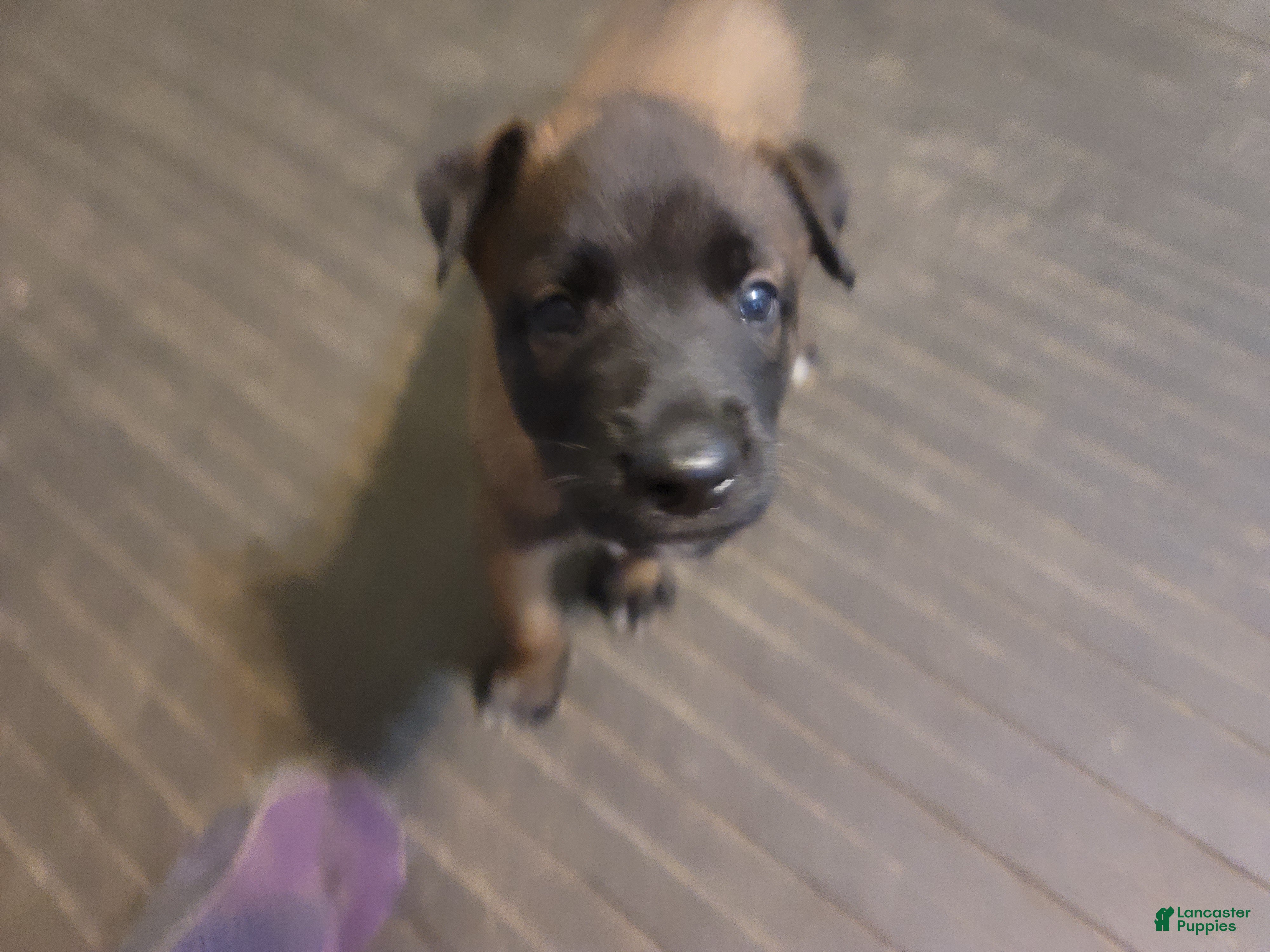 Belgian Malinois dogs Belgian Malinois Puppy 2 - Ad 16