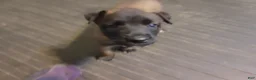 Belgian Malinois dogs for sale: Belgian Malinois Puppy 2 - Ad 1
