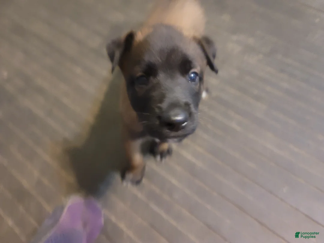 Belgian Malinois dogs for sale: Belgian Malinois Puppy 2 - Ad 1