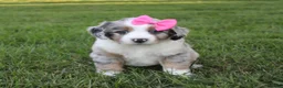Mini Aussiedoodle dogs for sale: Kylie 🎀 - Ad 7