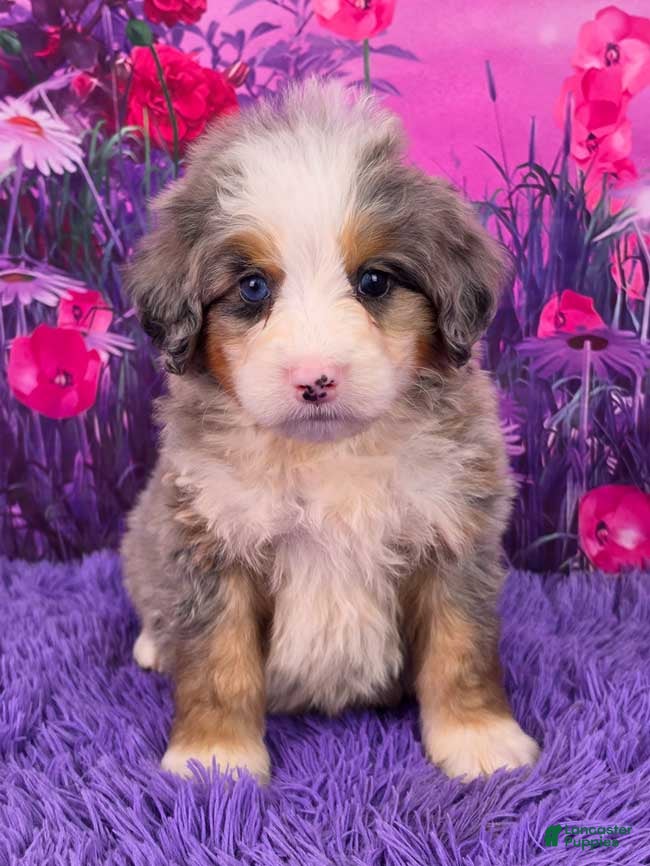 Mini Bernedoodle dogs Kodiak - Ad 1